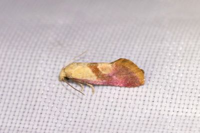 2154 Rd vddblomvecklare - Cochylis flaviciliana