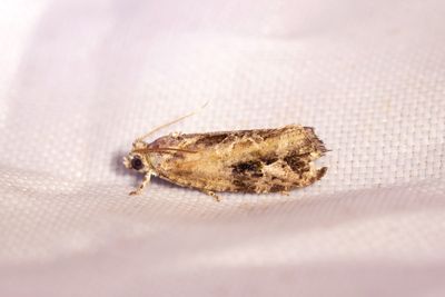 2171 Hggrullvecklare - Eudemis porphyrana
