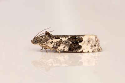 2191 Vitflckig bjrkknoppvecklare - Apotomis turbidana