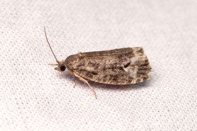 2193 Slgknoppvecklare - Apotomis capreana
