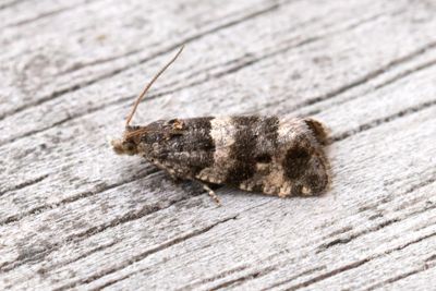 2273 Tistelskottvecklare - Lobesia abscisana