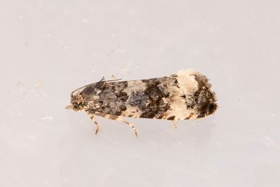 2281 Brmrotvecklare - Endothenia marginana