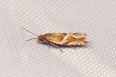 2312 Smultronsikelvecklare - Ancylis comptana