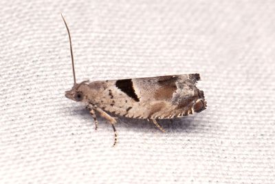2379 Grenrullvecklare - Epinotia ramella
