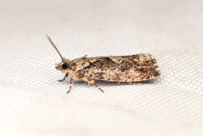 2395 Ekklockvecklare - Zeiraphera isertana