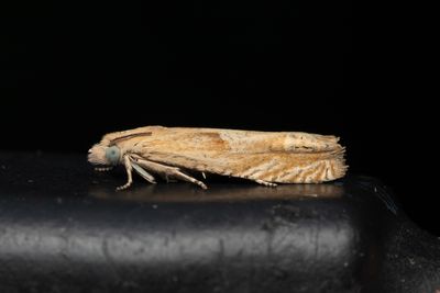 2431 Sallatsfrvecklare - Eucosma conterminana