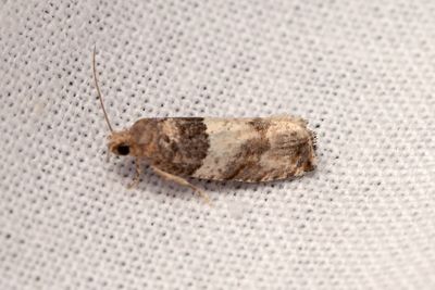 2444 Poppelskottvecklare - Gypsonoma aceriana