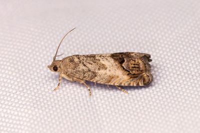 2541 Mindre ekollonvecklare - Cydia splendana