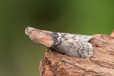 2992 Vitpilsmott - Sciota adelphella