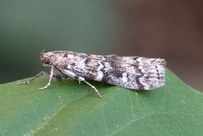 3014 Grankottsmott - Dioryctria abietella