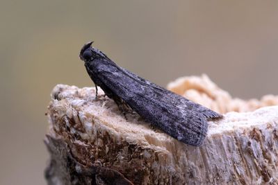 3027 Svartbrunt ljungmott - Pyla fusca