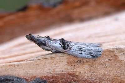 3038 Benvedsmott - Nephopterix angustella