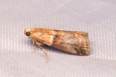 3045 Skogseksbladmott - Acrobasis repandana