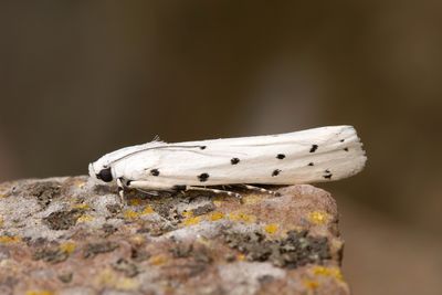 3059 Mrgmott - Myelois circumvoluta