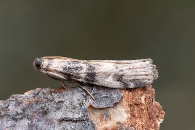 3074 Askbarkmott - Euzophera pinguis