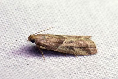 3079 Grborotmott - Nyctegretis lineana