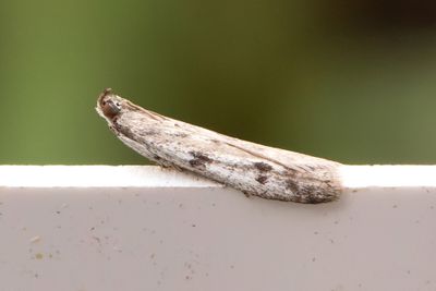 3091 Storpunktskorgmott - Phycitodes binaevella