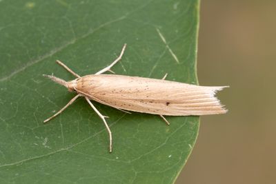 3136 Strre vassmott - Chilo phragmitella