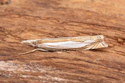 3147 Haggrsmott - Crambus pascuellus