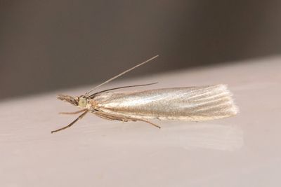 3160 Silvergrsmott - Crambus perlellus