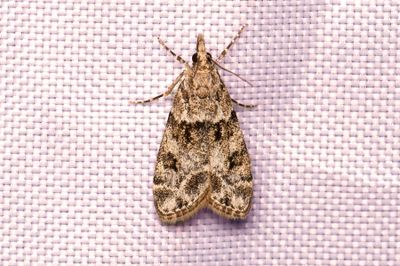 3211 Ekskogsugglemott - Scoparia basistrigalis