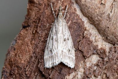 3229 Blekt ugglemott - Eudonia pallida