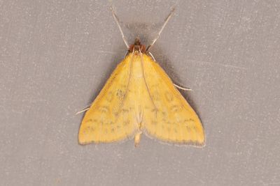 3272 Gyllenngsmott - Mecyna flavalis