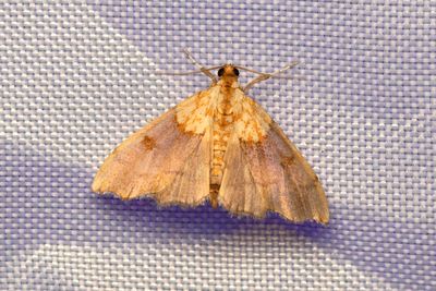 3275 Avenboksmott - Agrotera nemoralis