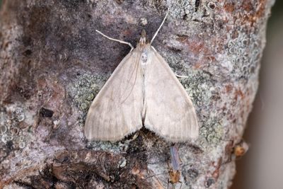 3343 Kovallmott - Anania fuscalis