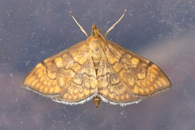 3349 Kungsljusmott - Anania verbascalis