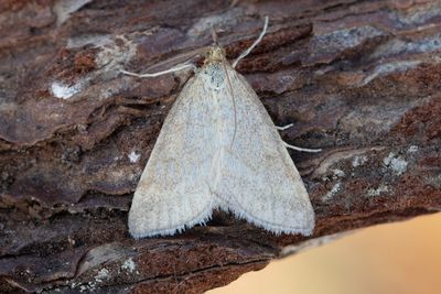 3353 Pudrat ngsmott - Psammotis pulveralis