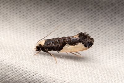433 Munkbomal - Monopis monachella