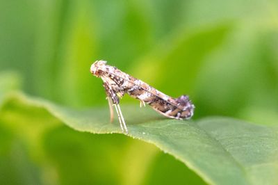 508 Syrenmal - Gracillaria syringella