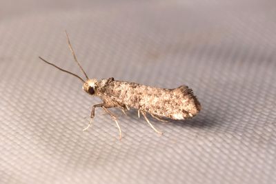 664 Slngrmal - Paraswammerdamia albicapitella