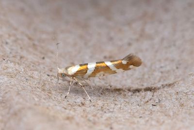 691 Alhngemal - Argyresthia goedartella