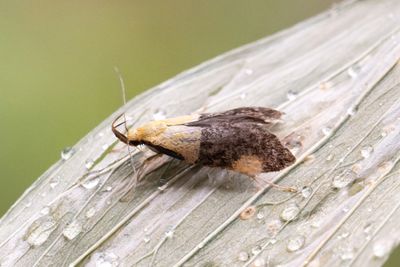 887 Blgul praktmal - Oecophora bractella