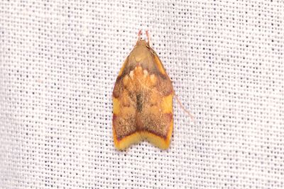 916 Ekpraktmal - Carcina quercana