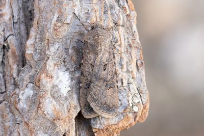 1027 Sädesbroddsfly - Agrotis segetum