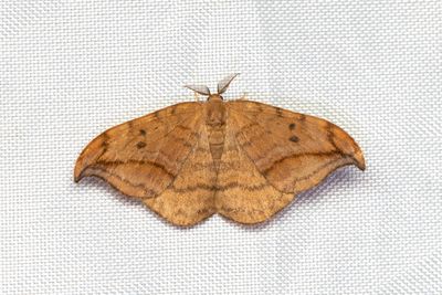 221 Brun sikelvinge - Drepana curvatula