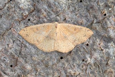 269 Brunvattrad gördelmätare - Cyclophora porata