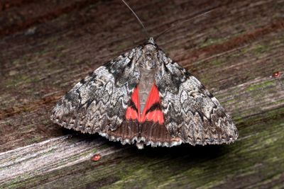 622 Ekordensfly - Catocala promissa