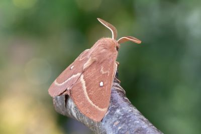 67 Klöverspinnare - Lasiocampa trifolii