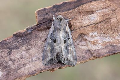 964 Mångformigt lundfly - Lacanobia suasa