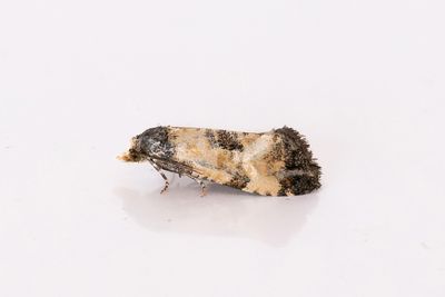 2159 Vithvdad korgblomvecklare - Cochylis dubitana