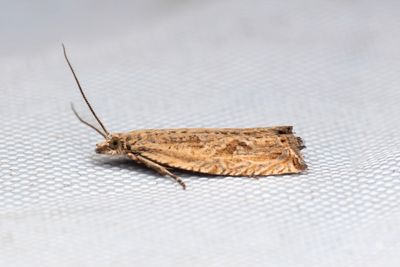 2295 Tgvecklare - Bactra lancealana
