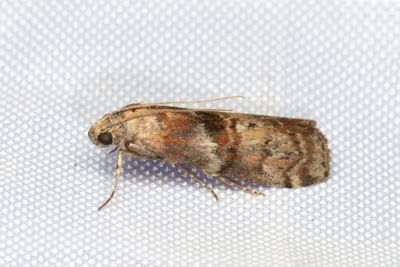 3006 Grbrunt ekbladsmott - Phycita roborella