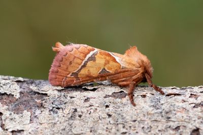 3 Kamsprtad rotfjril - Triodia sylvina