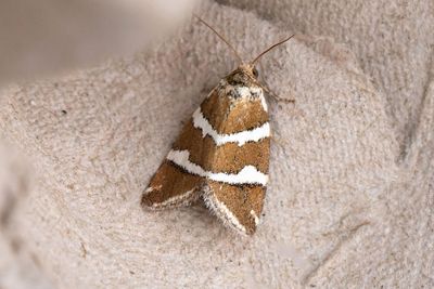 733 Tvrstreckat glansfly - Deltote bankiana