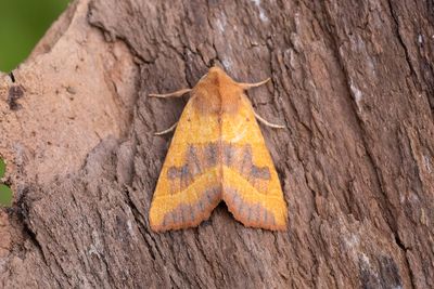 918A Tvrbandat gulvingsfly - Atethmia centrago