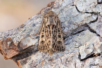 948 Vitribbat fltfly - Tholera decimalis
